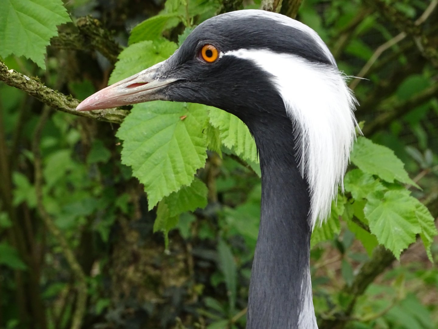 Demoiselle crane (Grus virgo)