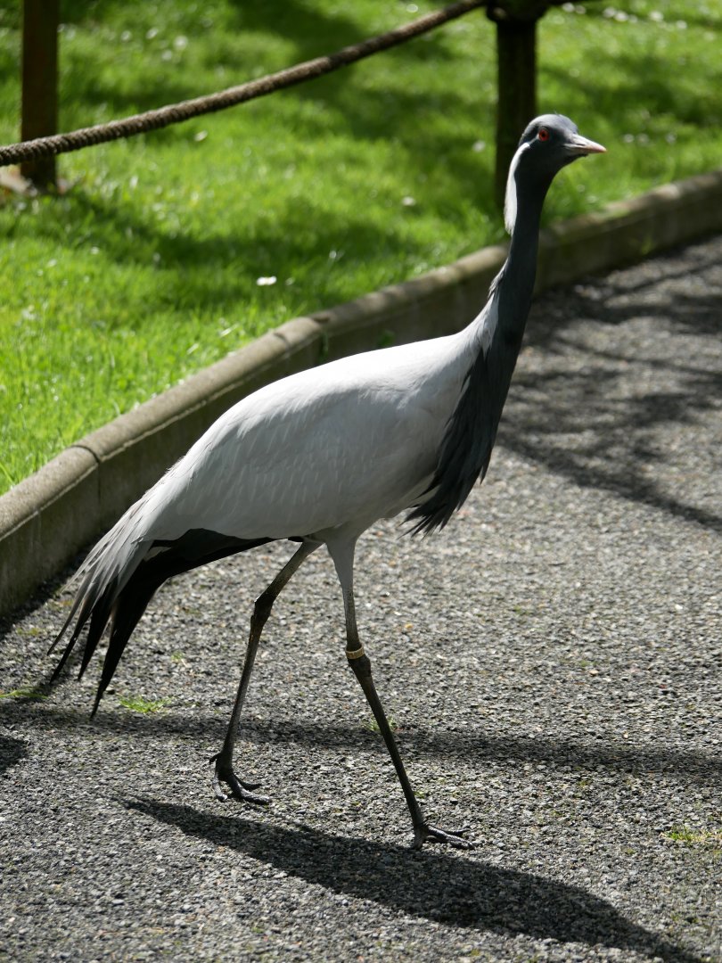 Demoiselle crane (Grus virgo)