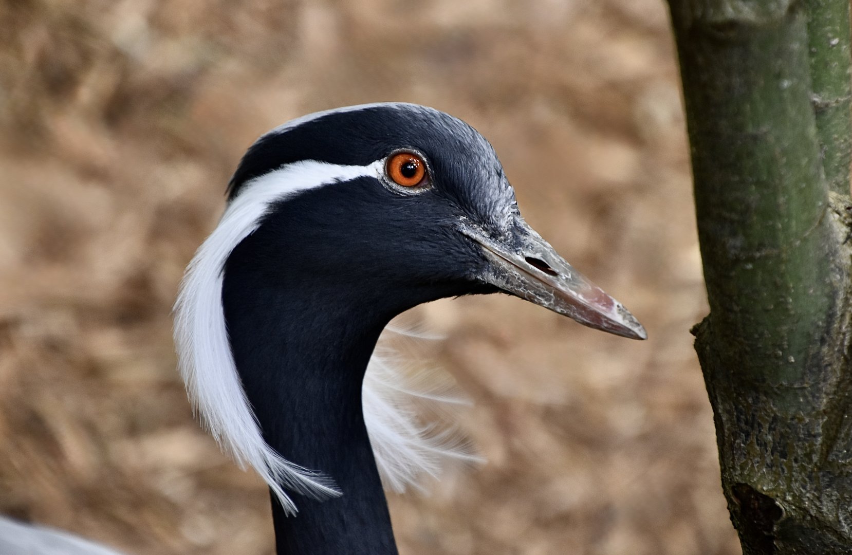 Demoiselle Crane (Grus virgo)