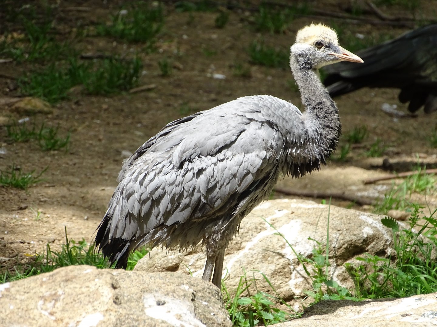Demoiselle crane (Grus virgo)