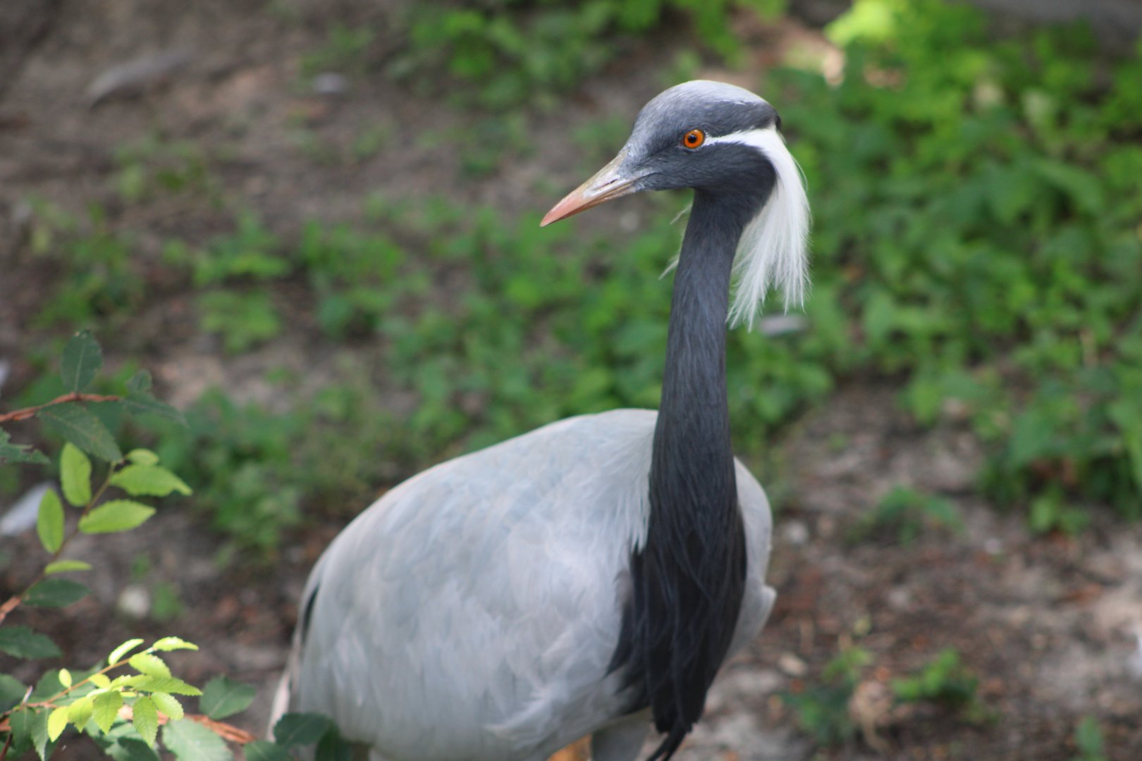 Demoiselle Crane (Grus virgo)