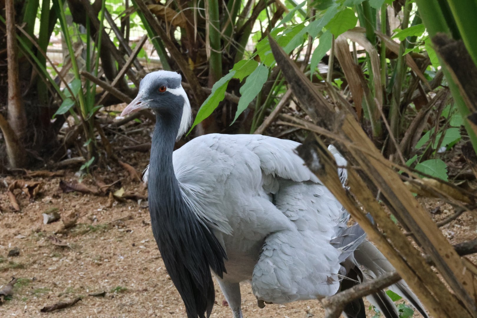 Demoiselle crane (Grus virgo)