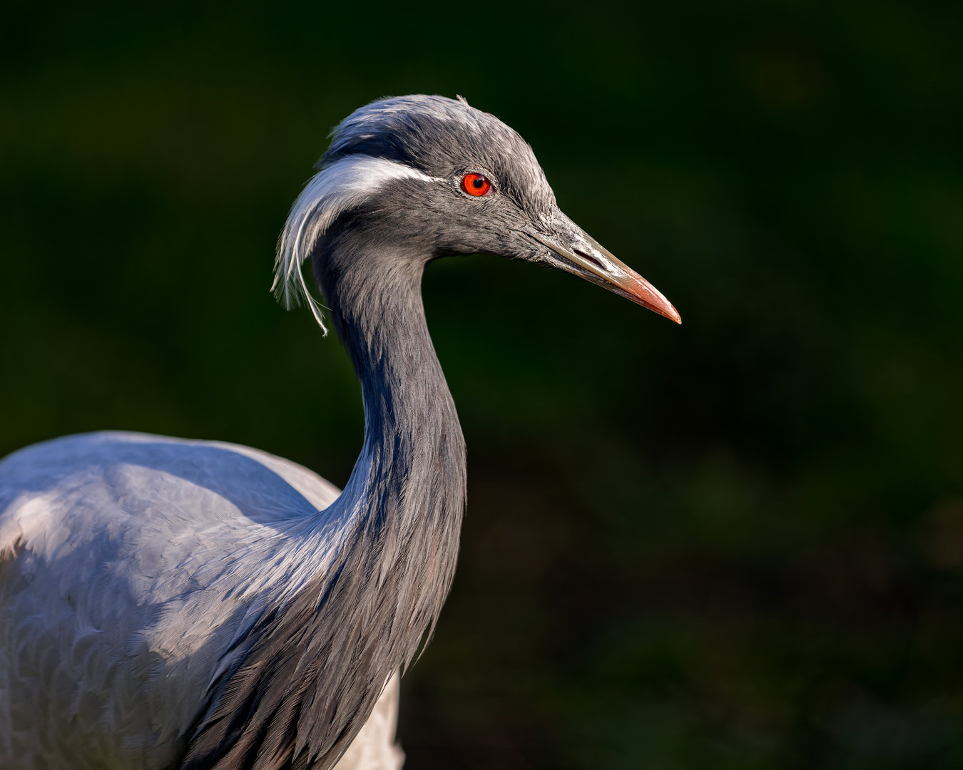 Demoiselle Crane/ Hamerton / 16-11-22