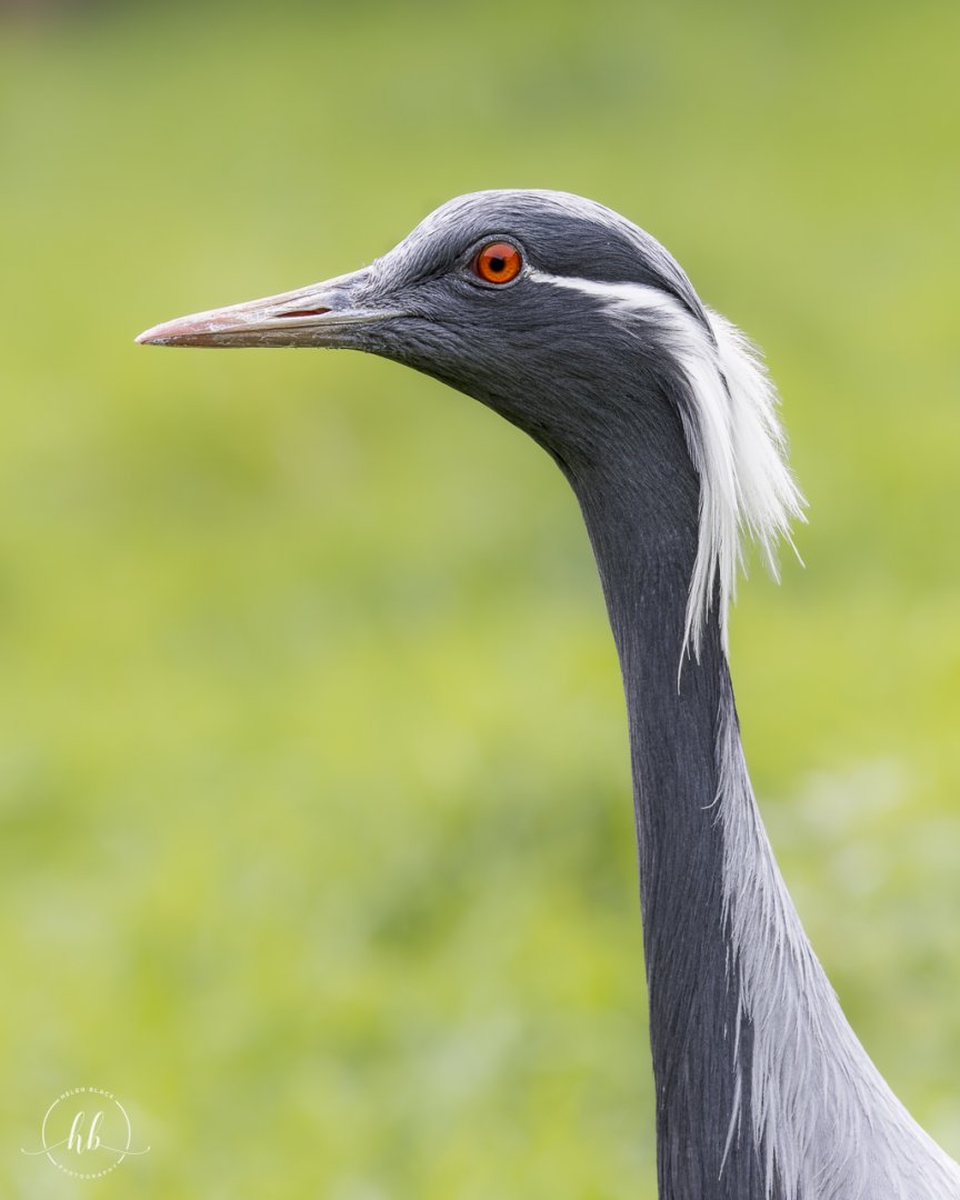 Demoiselle Crane / Hamerton / 18-4-24