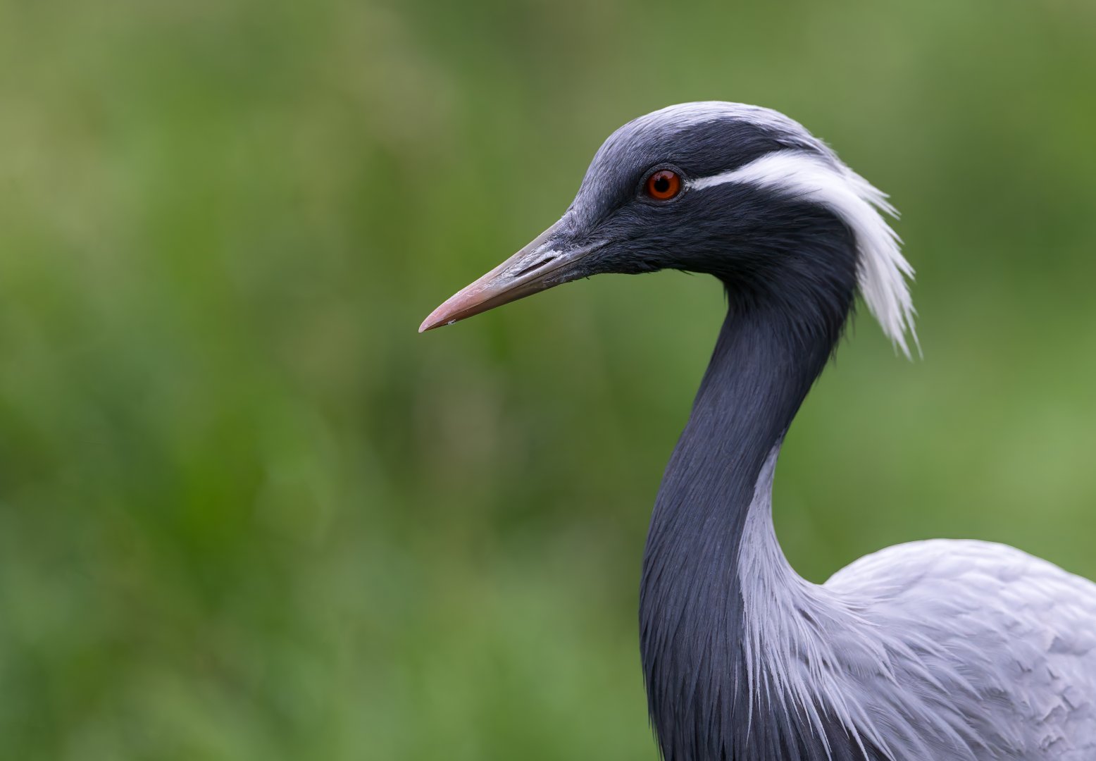 Demoiselle crane, Hamerton, UK