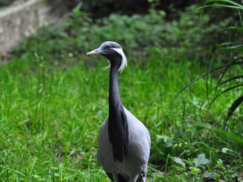 Demoiselle Crane in Kishinev Zoo