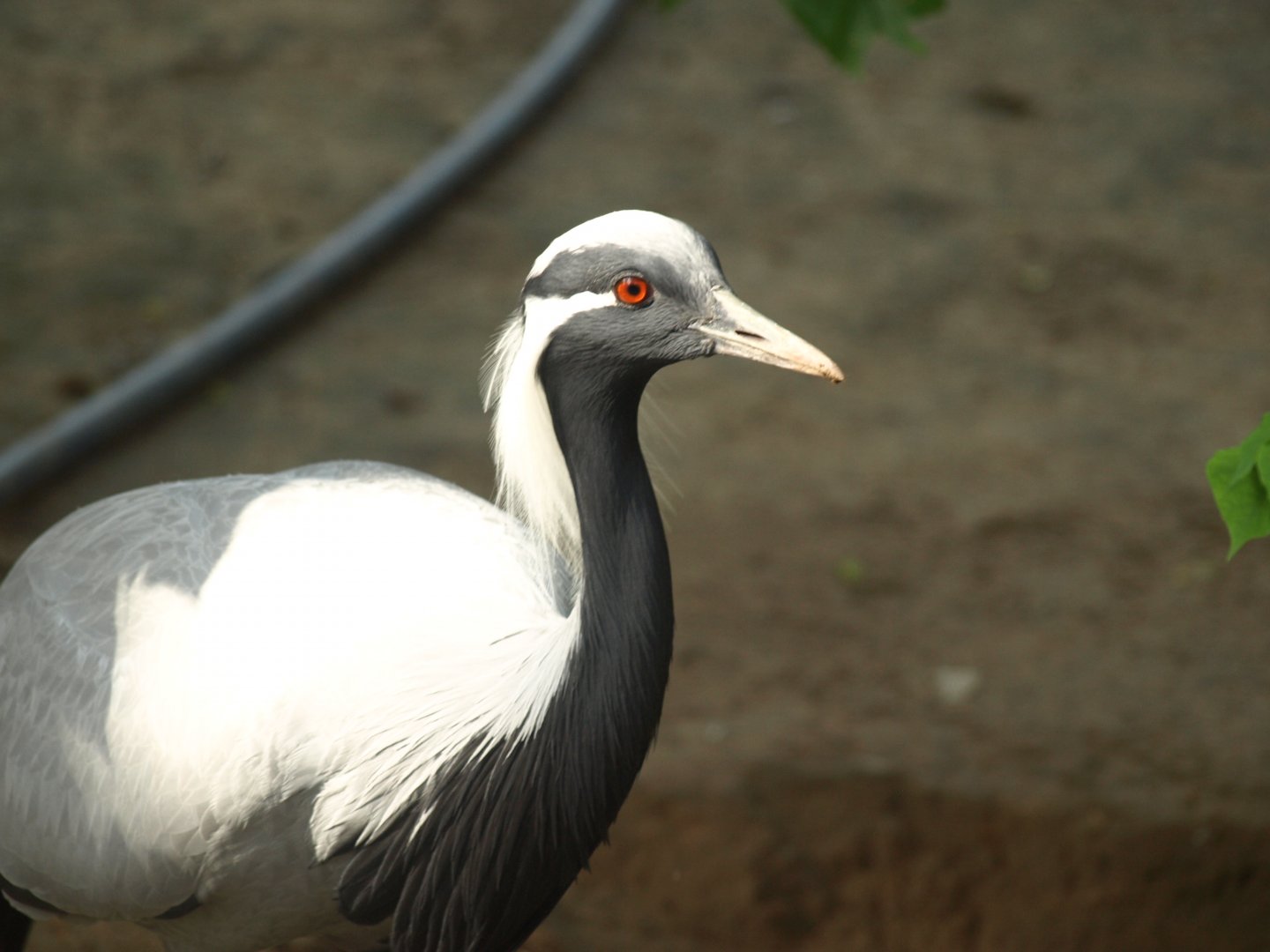 Demoiselle crane - Lake View Point Bird park 12/7/2018