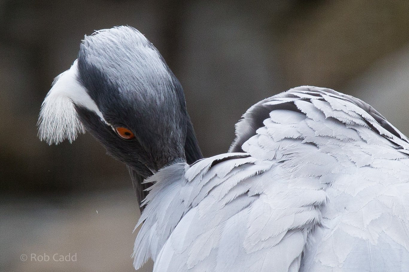 Demoiselle crane preening : Whipsnade : 11 Jul 2014