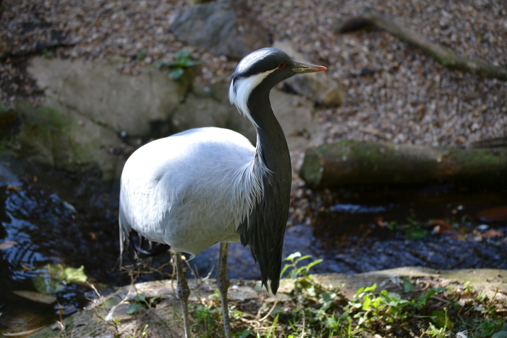 Demoiselle Crane - September 2015