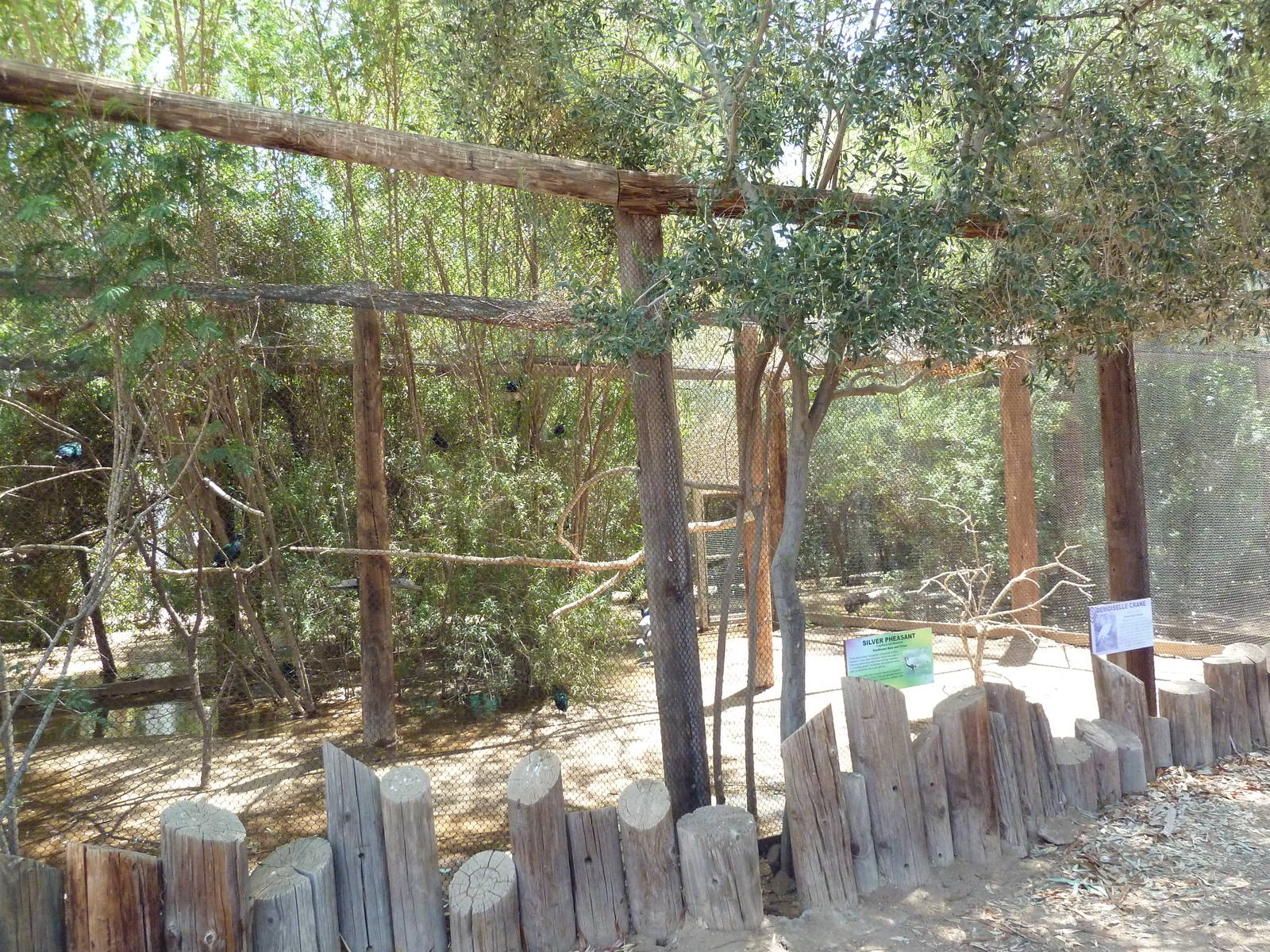 Demoiselle Crane/Silver Pheasant Exhibit