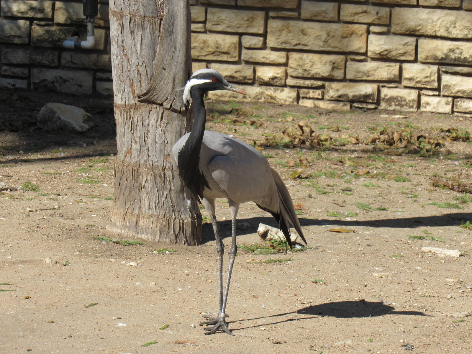 Demoiselle Crane- so pretty