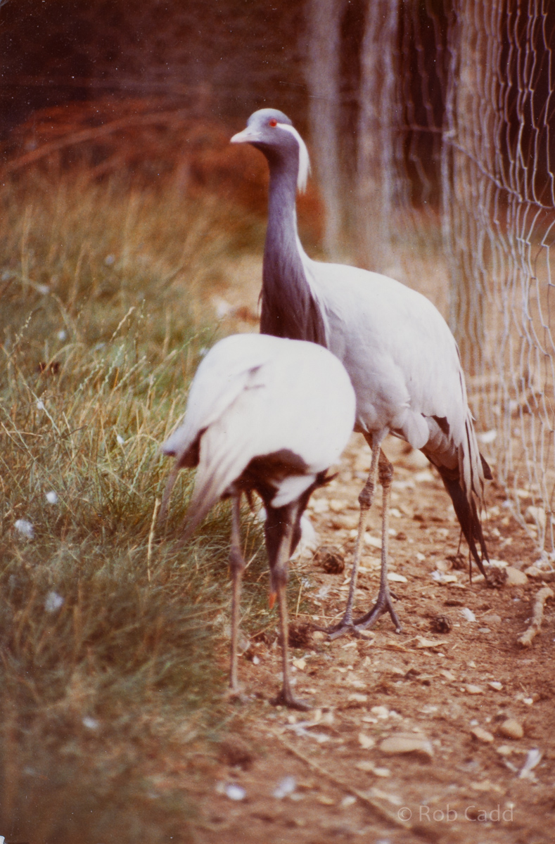 Demoiselle crane : Stagsden Bird Gardens : 1983