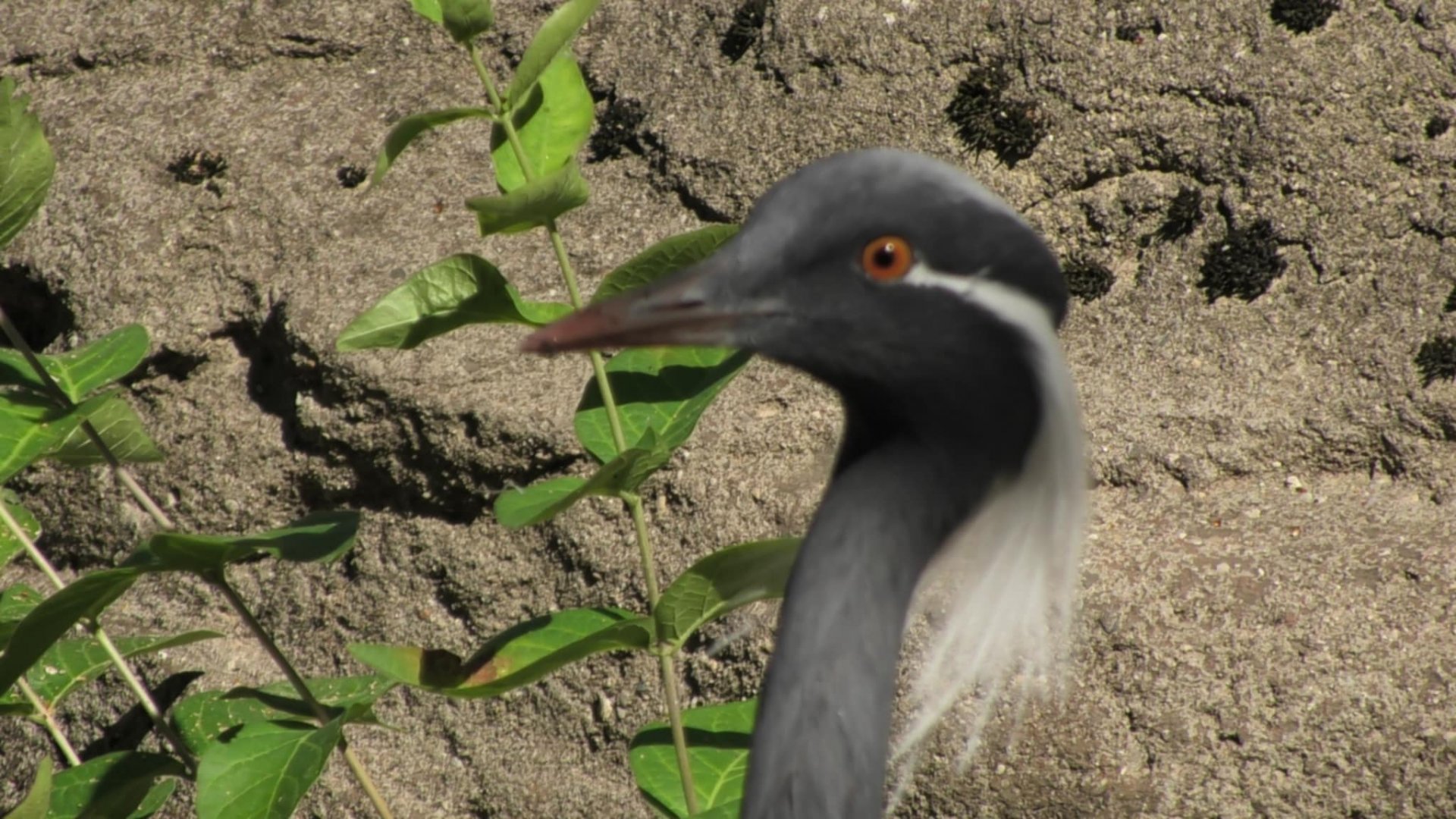 Demoiselle crane upclose