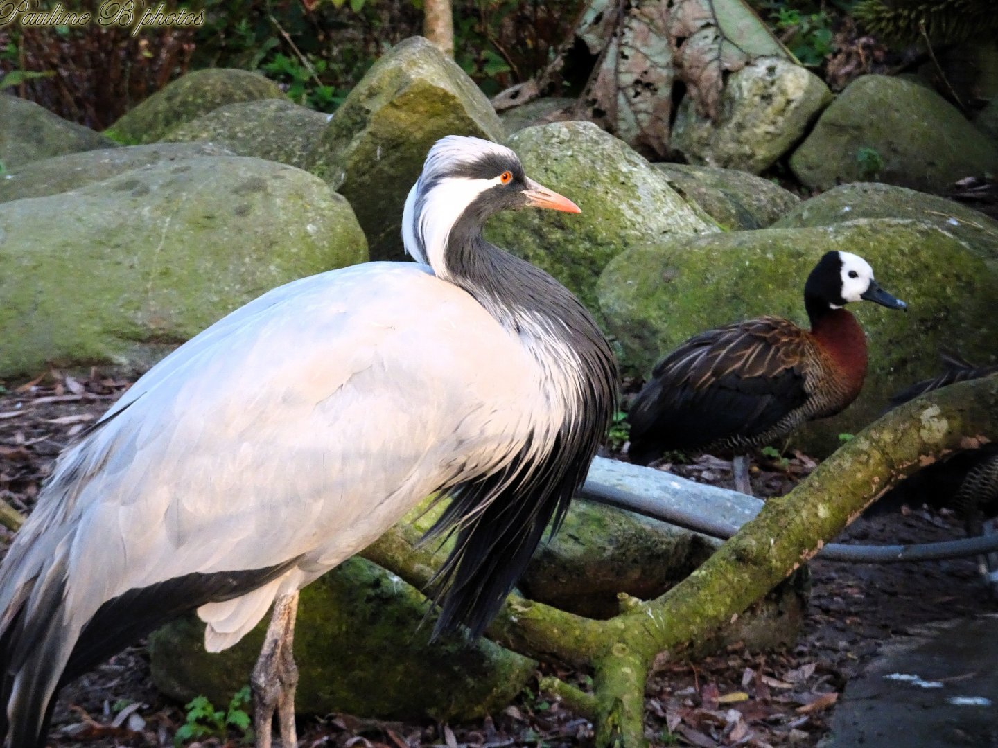Demoiselle Crane & White Faced Whistling Duck 16 November 2025