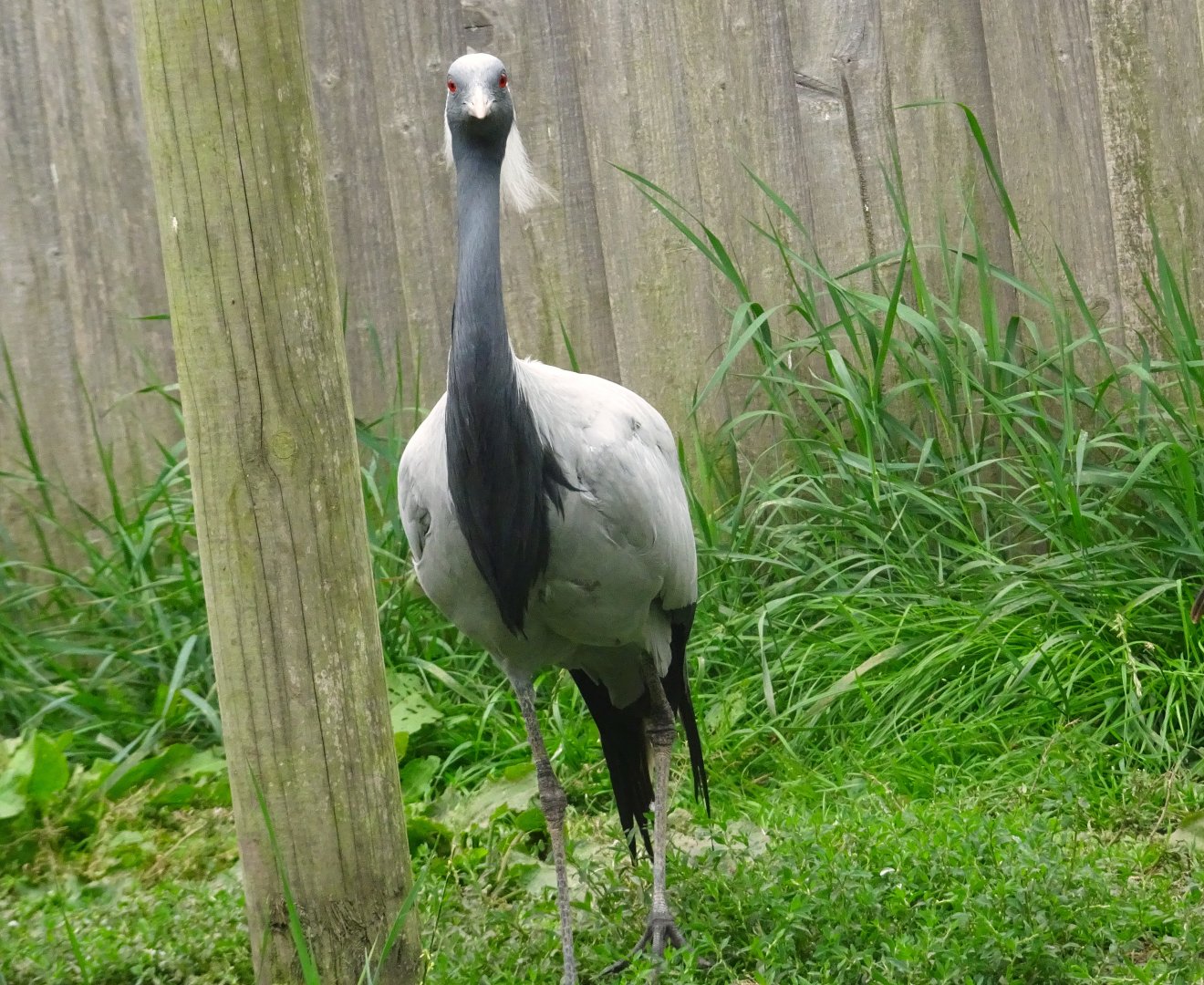 Demoiselle Crane, Wild Discovery, 2 August 2025