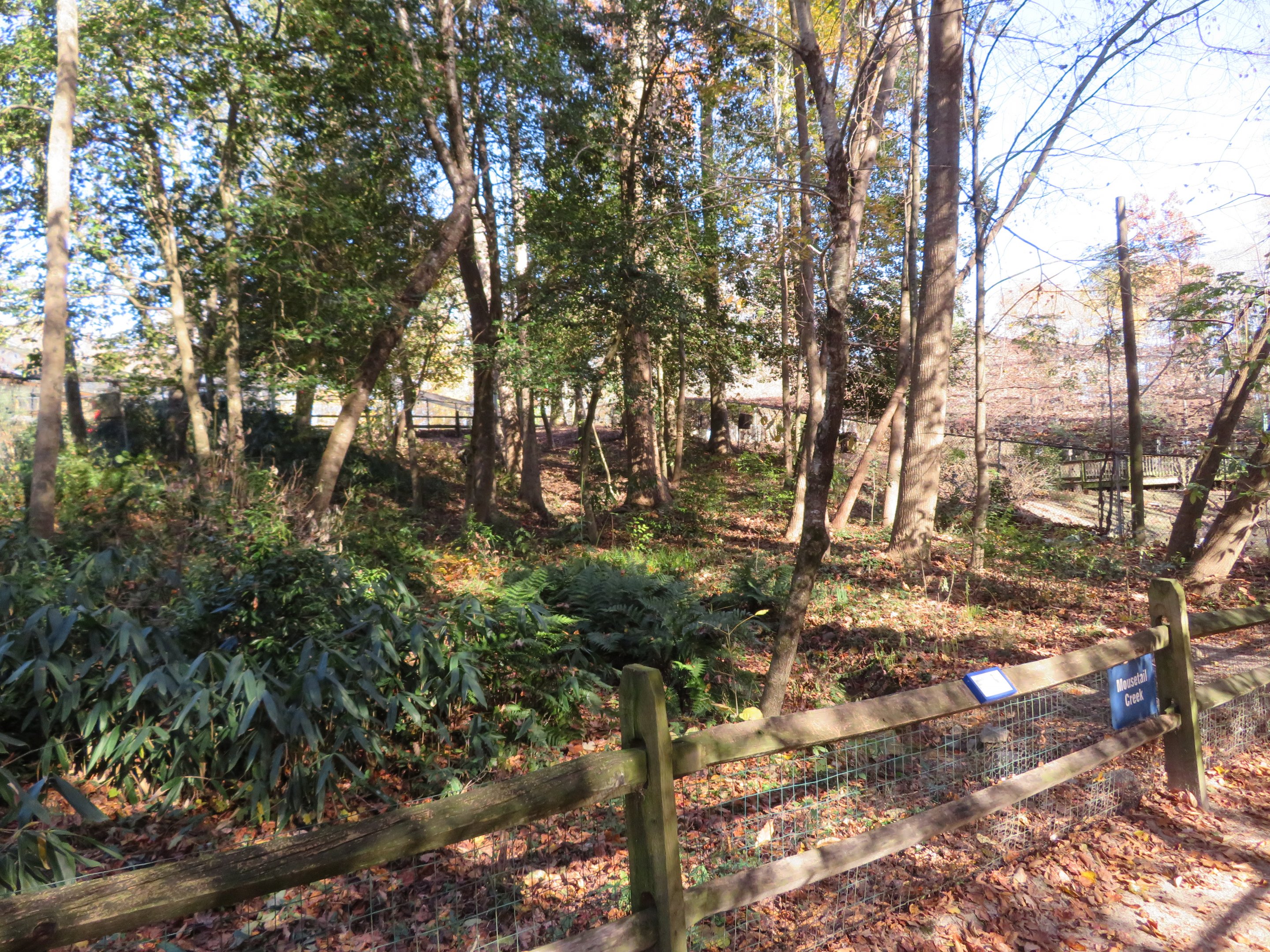 Demoiselle Crane Yard