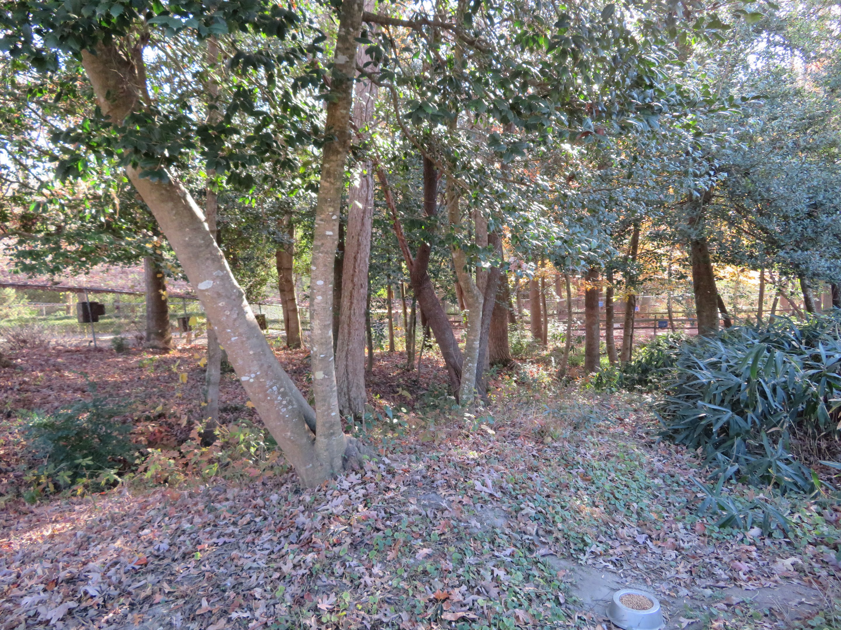 Demoiselle Crane Yard