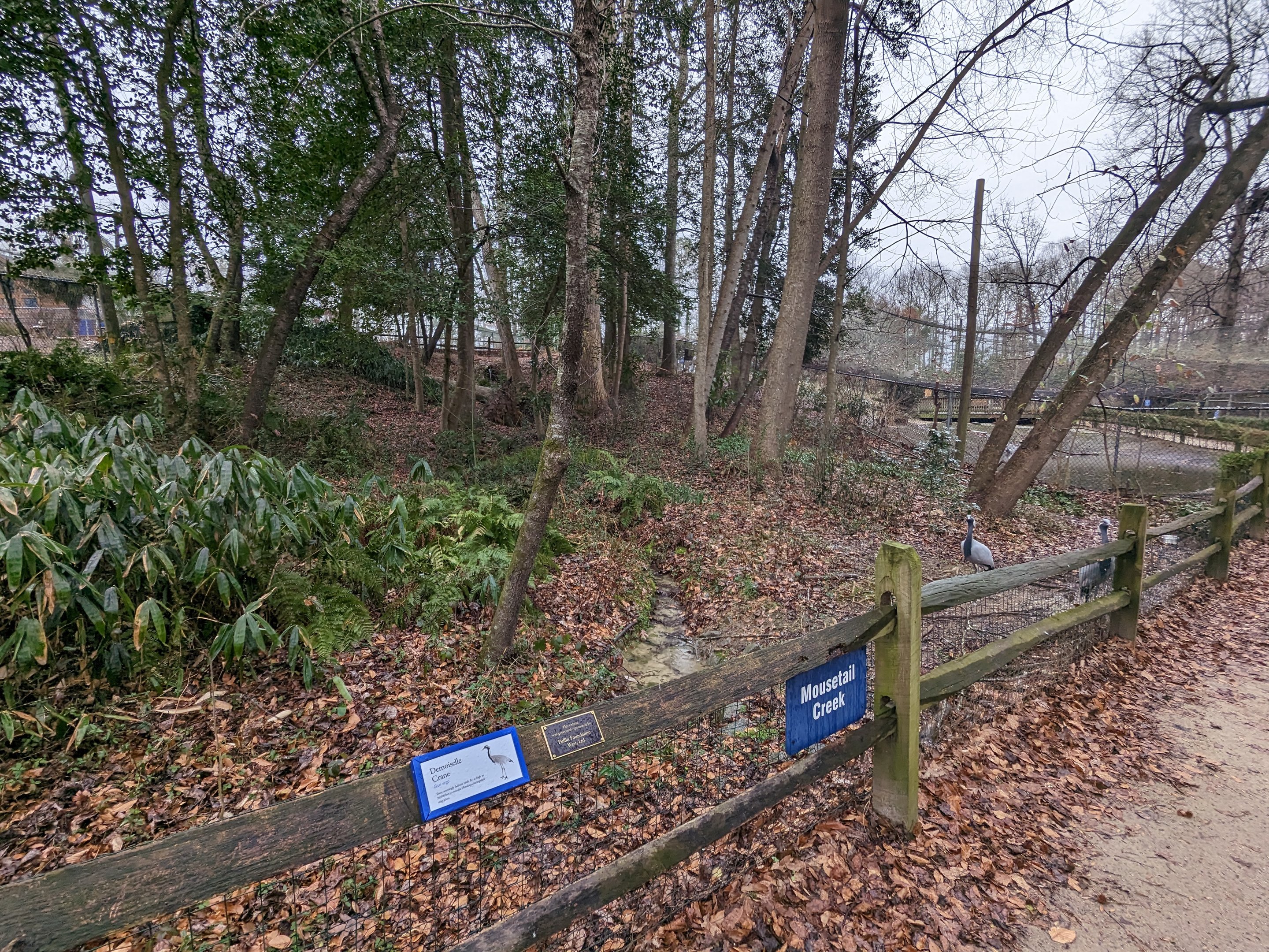 Demoiselle crane yard