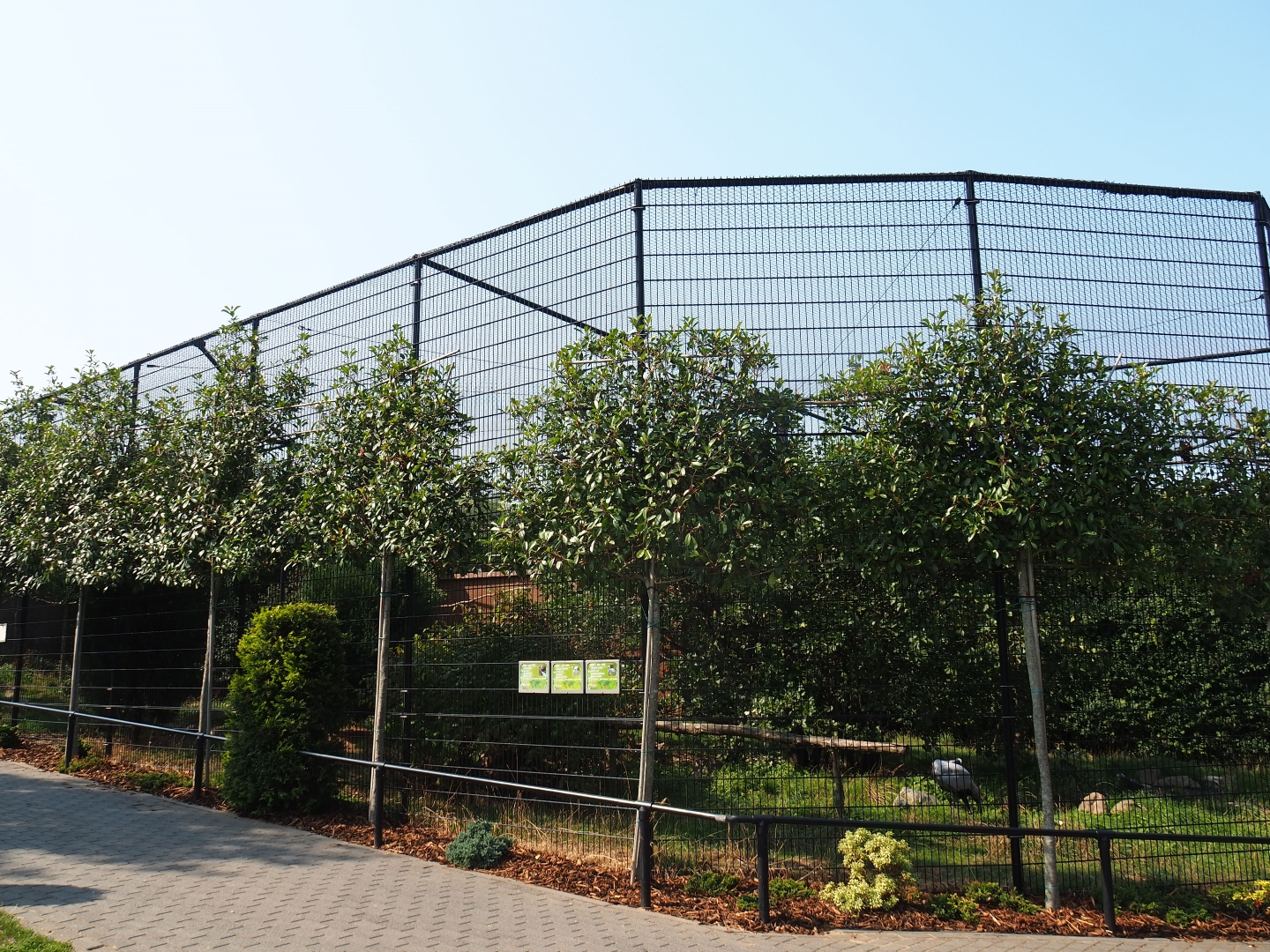 Demoiselle crane - Yellow-billed stork - African spoonbill aviary (Aug 28th, 2018)