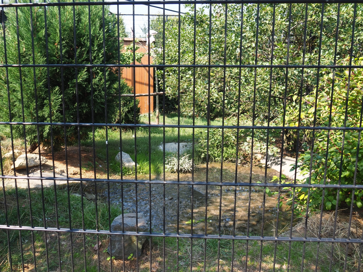Demoiselle crane - Yellow-billed stork - African spoonbill aviary (Aug 28th, 2018)