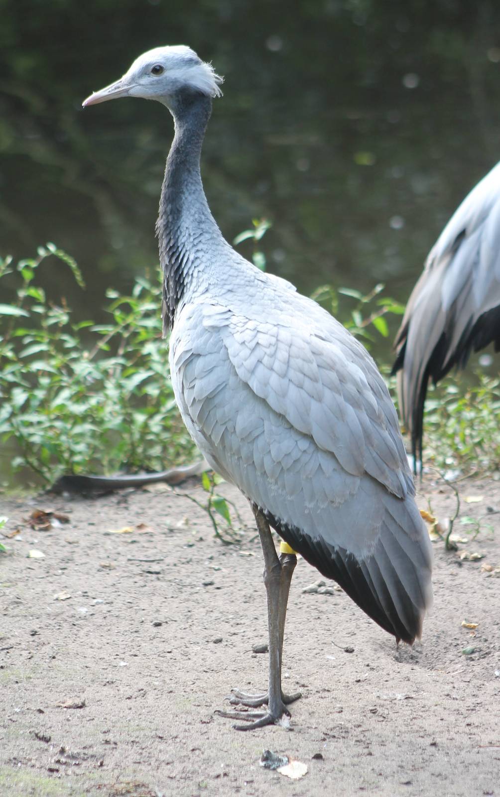 Demoiselle crane young