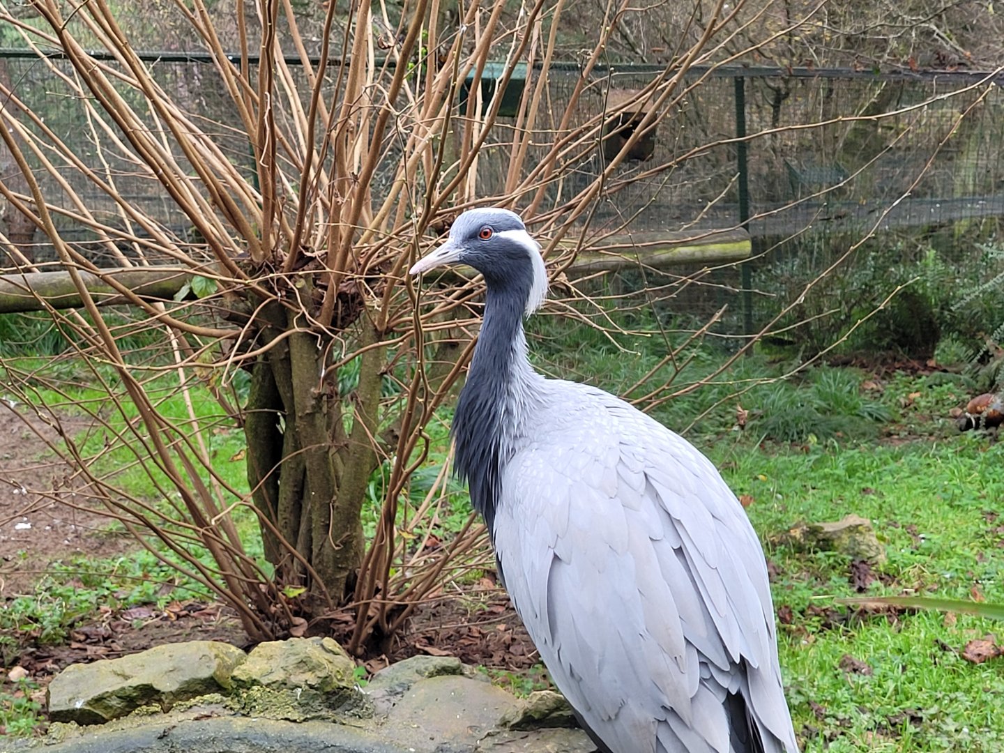 Demoiselle crane -Zoo de Santillana del Mar (2023)