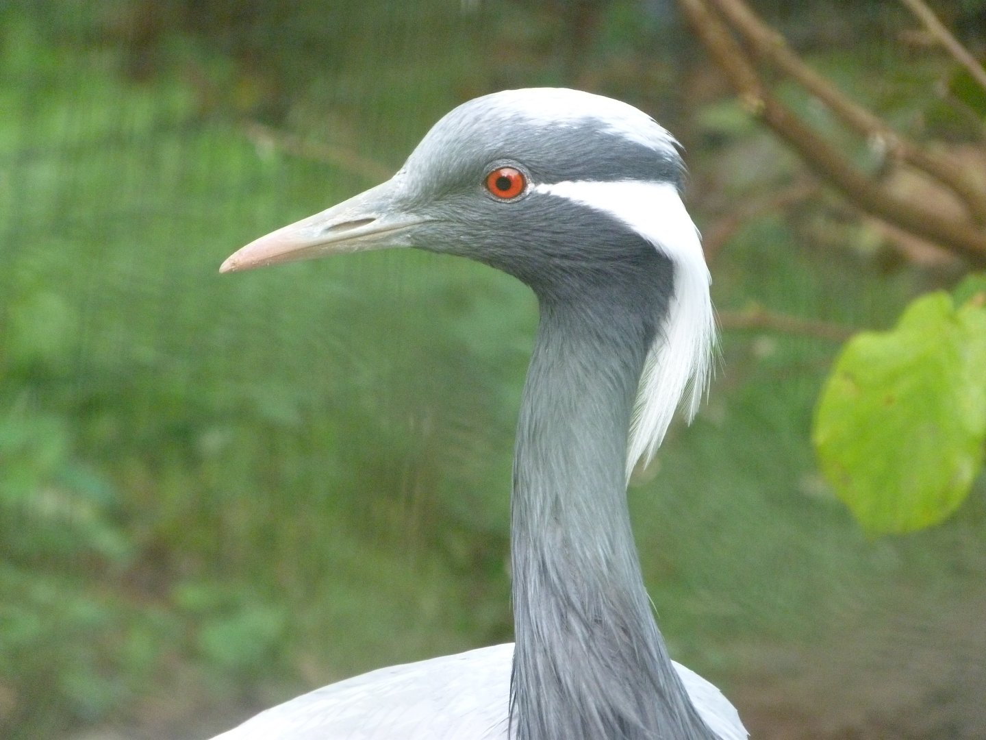 Demoiselle crane -Zoo de Santillana del Mar (2024)