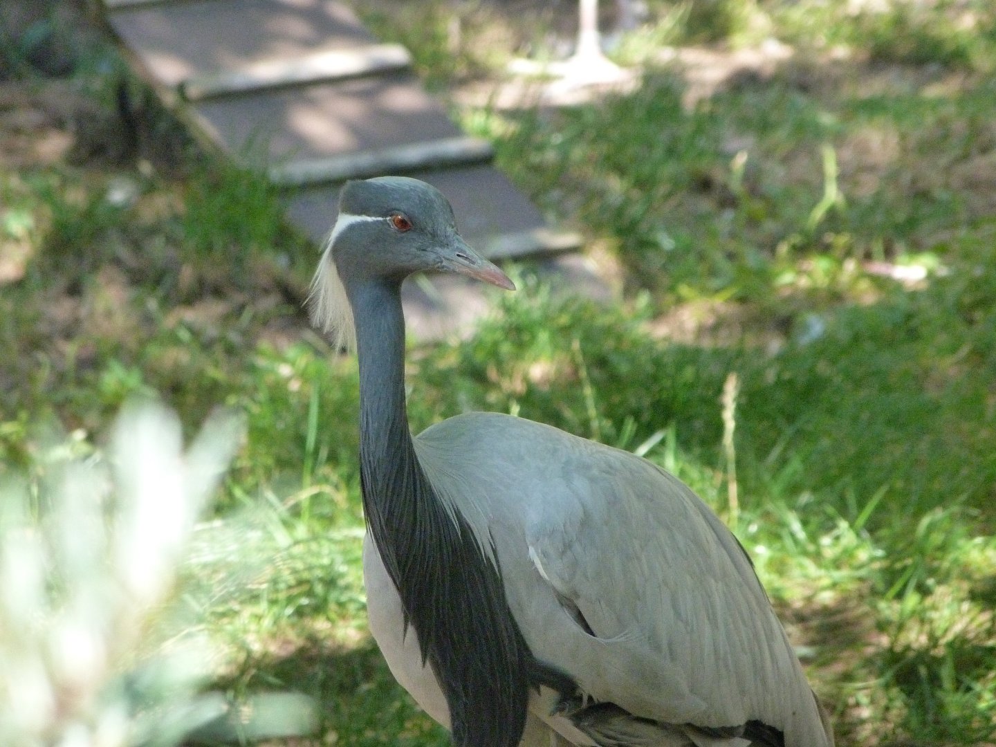 Demoiselle crane -Zoo Praha (2025)