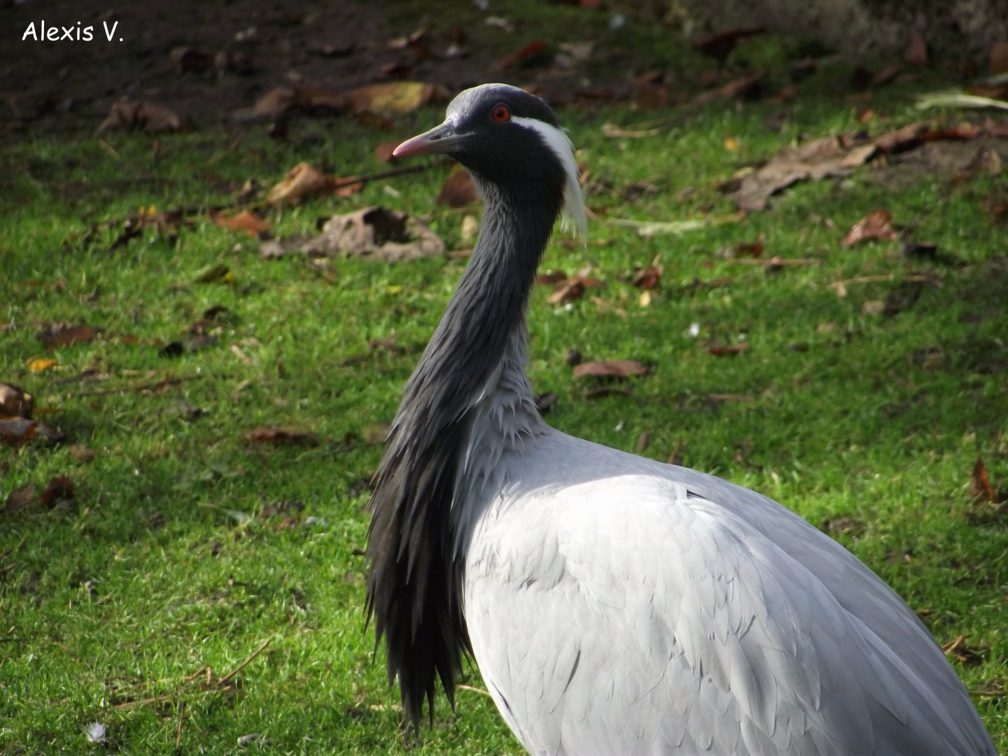 Demoiselle Crane - Zooparc de Beauval - 11/2015