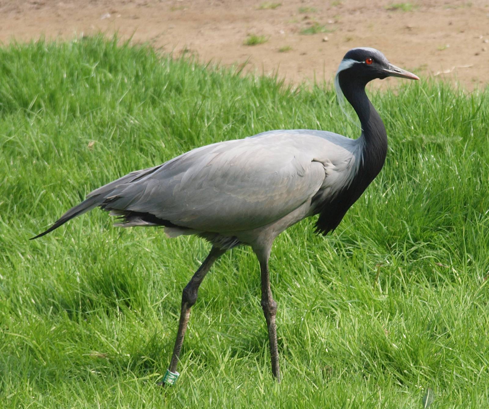 Demoiselle Crane