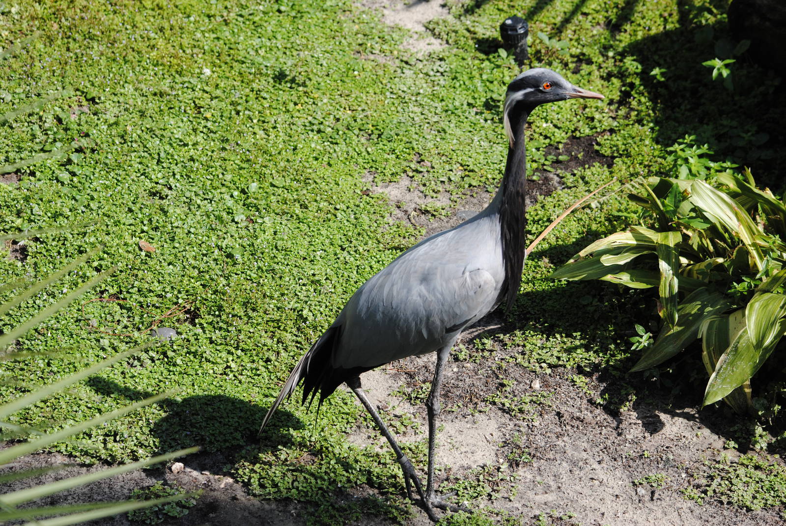 Demoiselle Crane