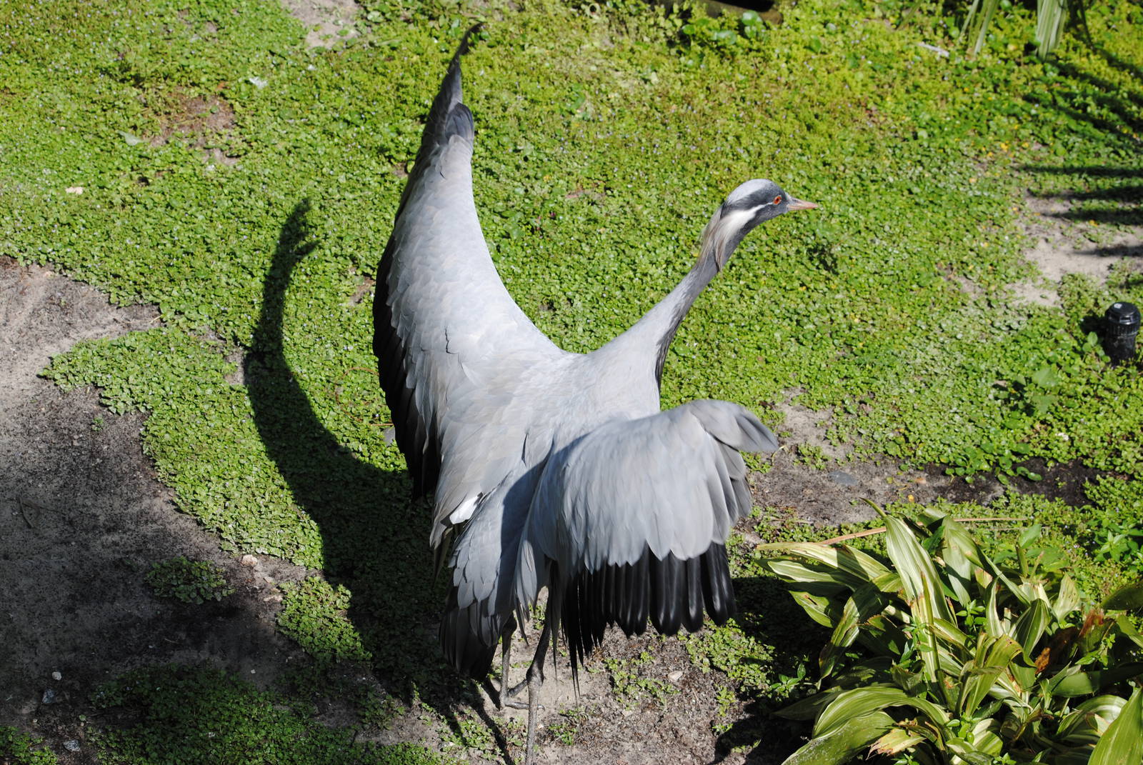 Demoiselle Crane