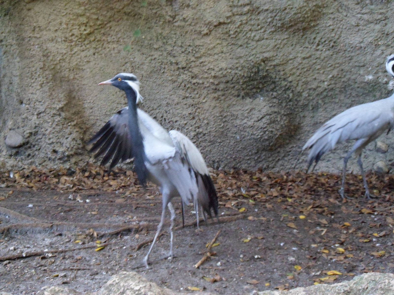 Demoiselle Crane