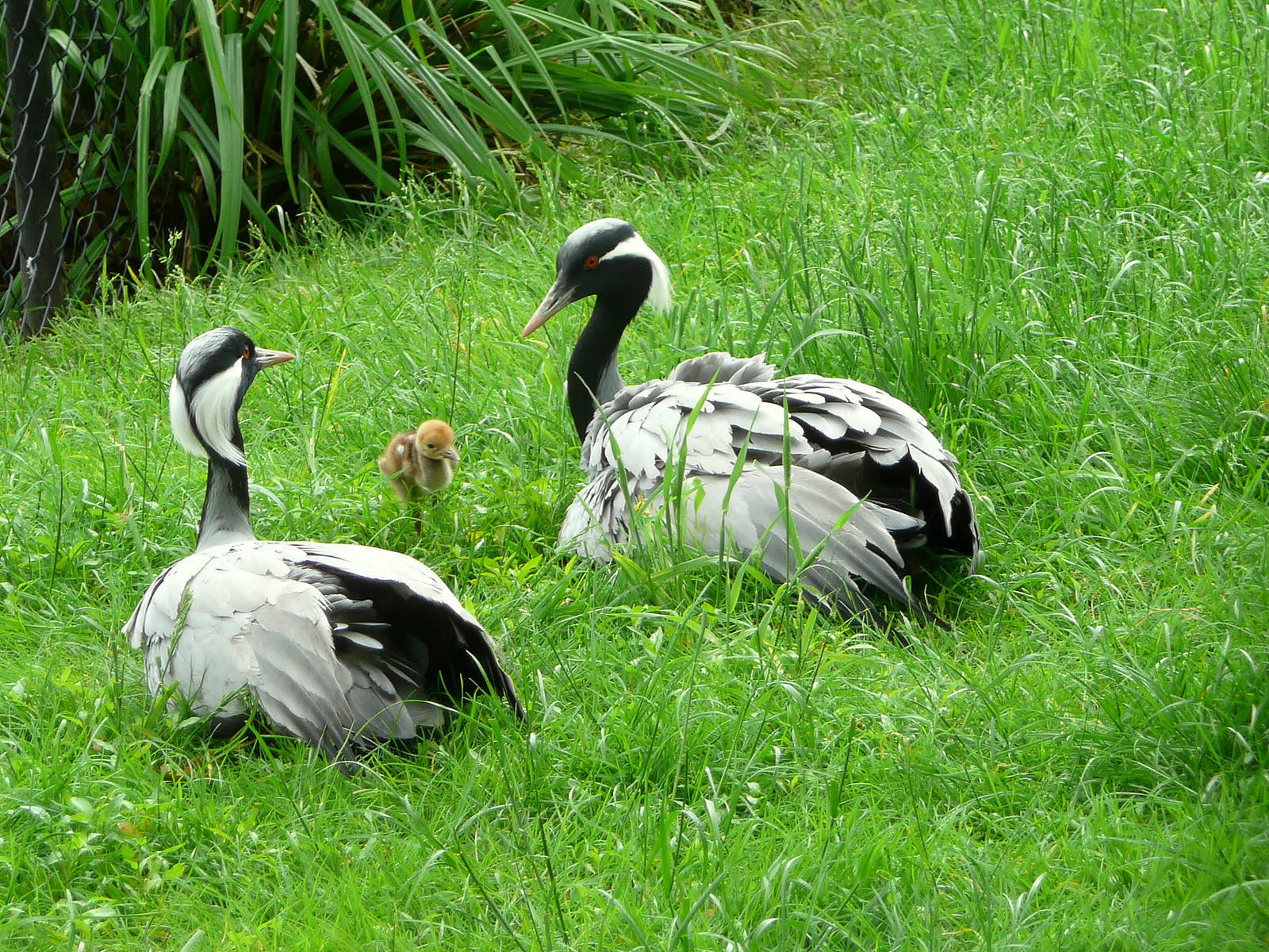 Demoiselle crane