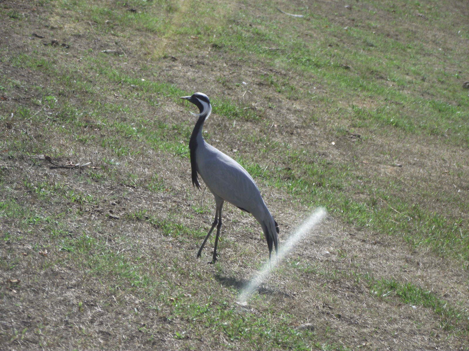 Demoiselle Crane