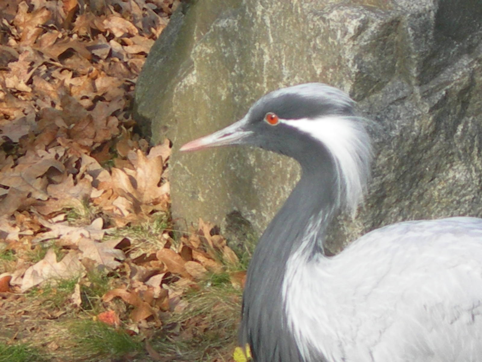 Demoiselle Crane