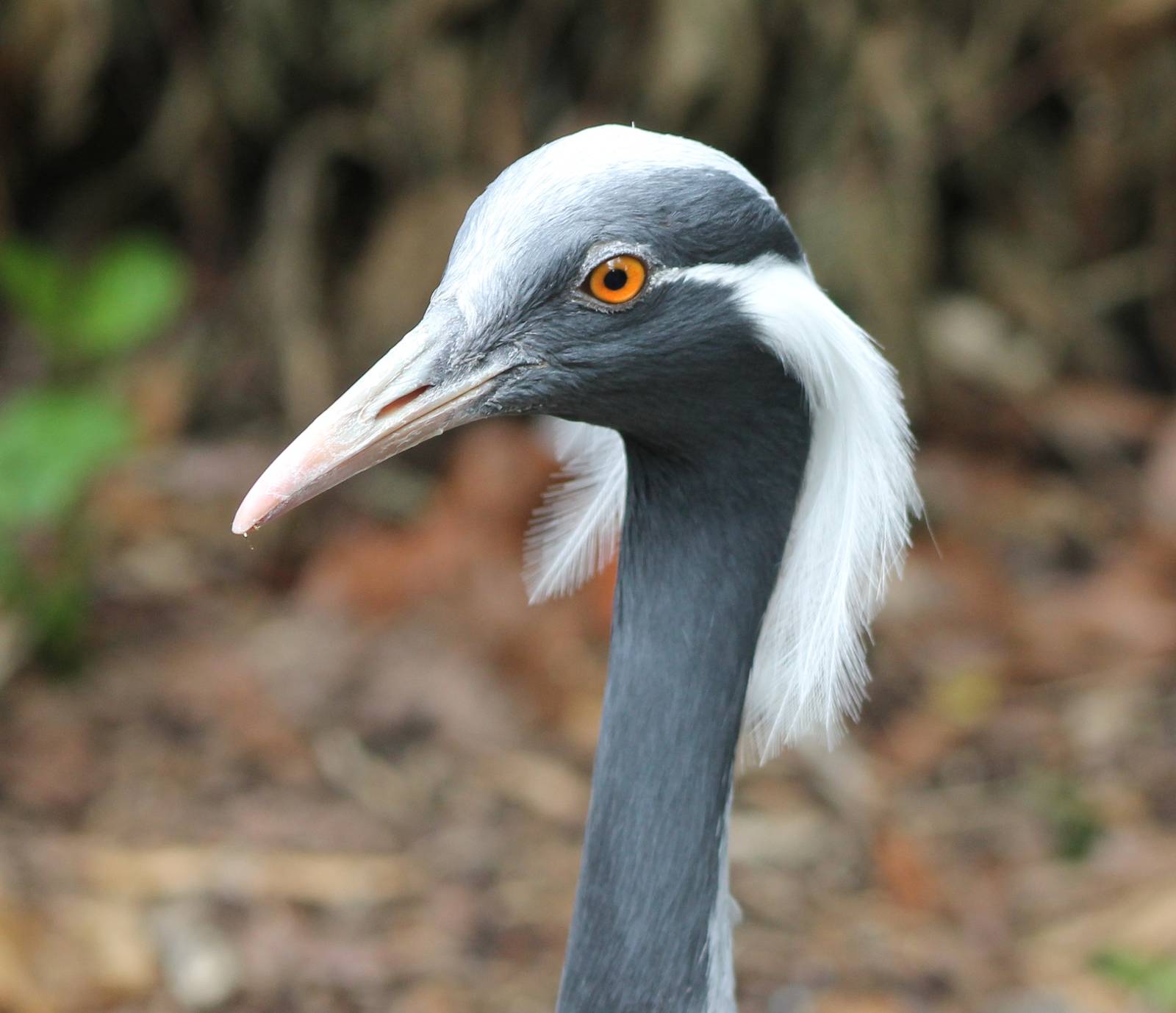 demoiselle crane