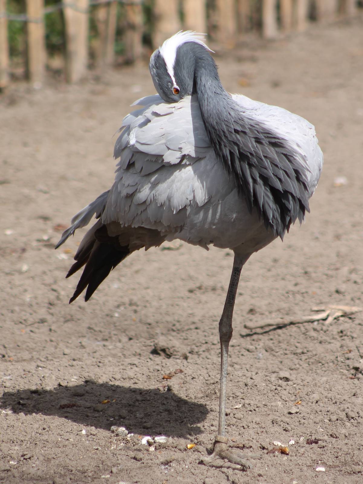 Demoiselle crane