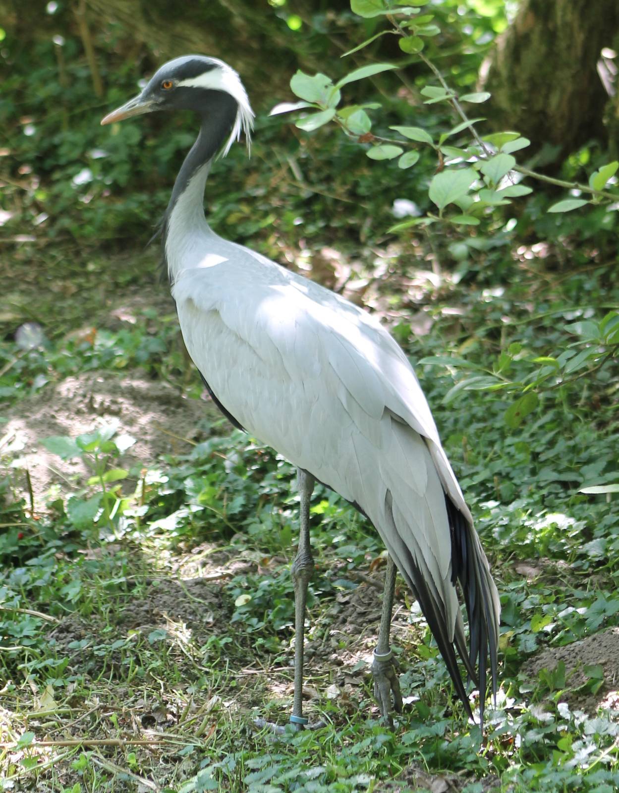 Demoiselle crane