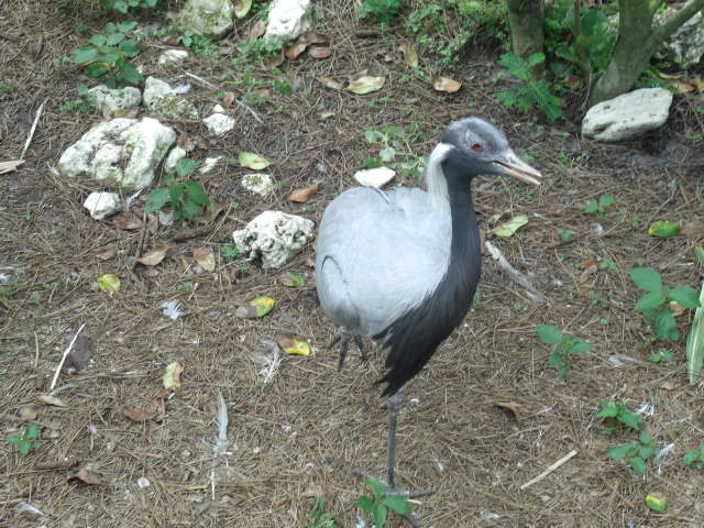 Demoiselle Crane