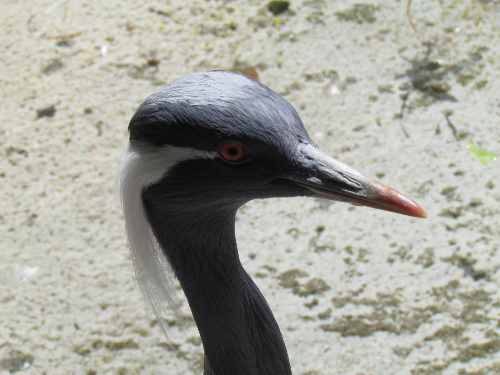 Demoiselle Crane