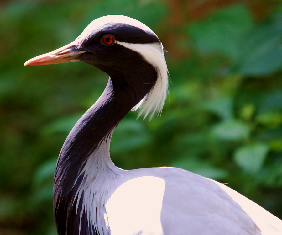 DEMOISELLE CRANE