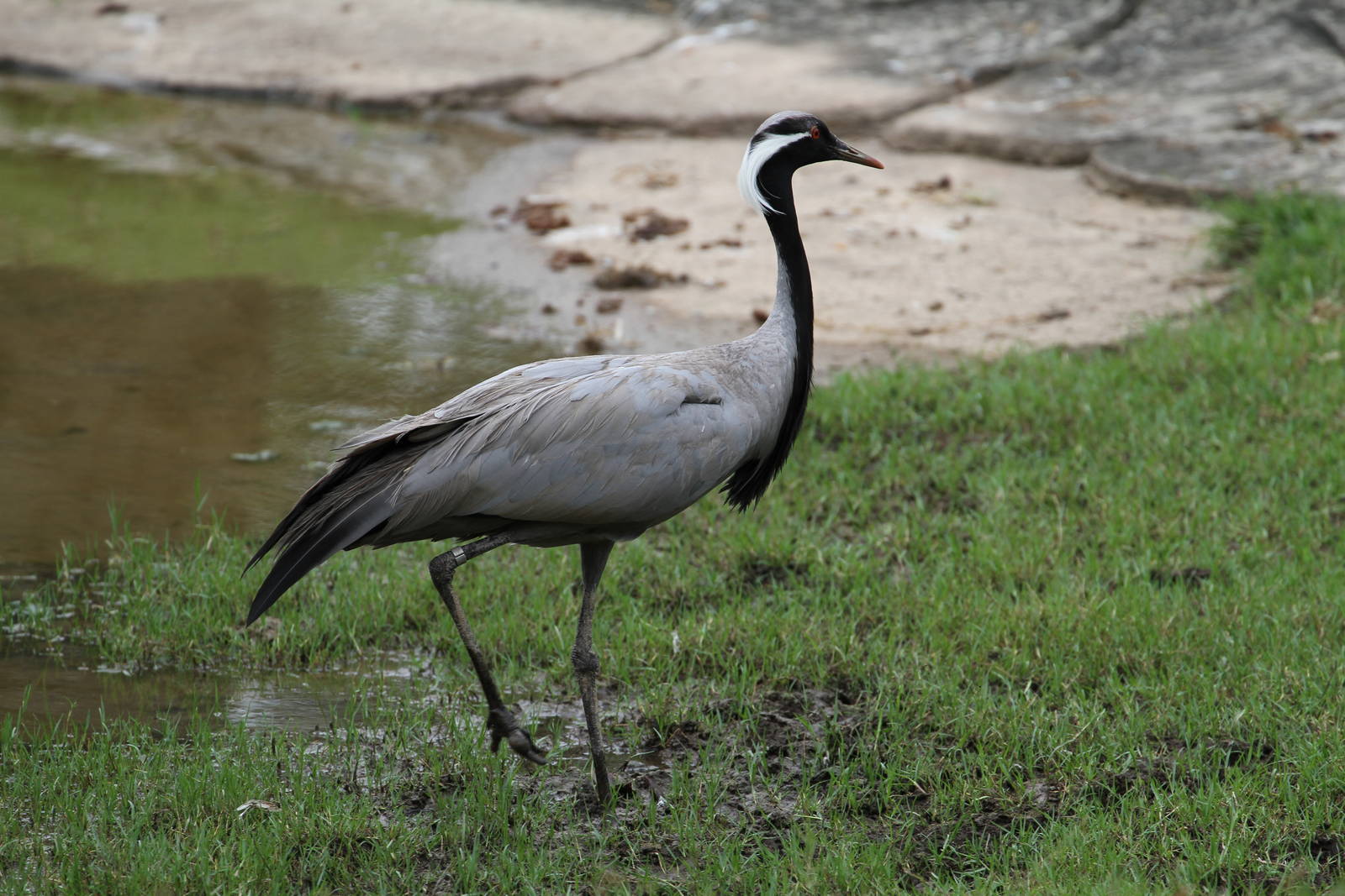 Demoiselle Crane