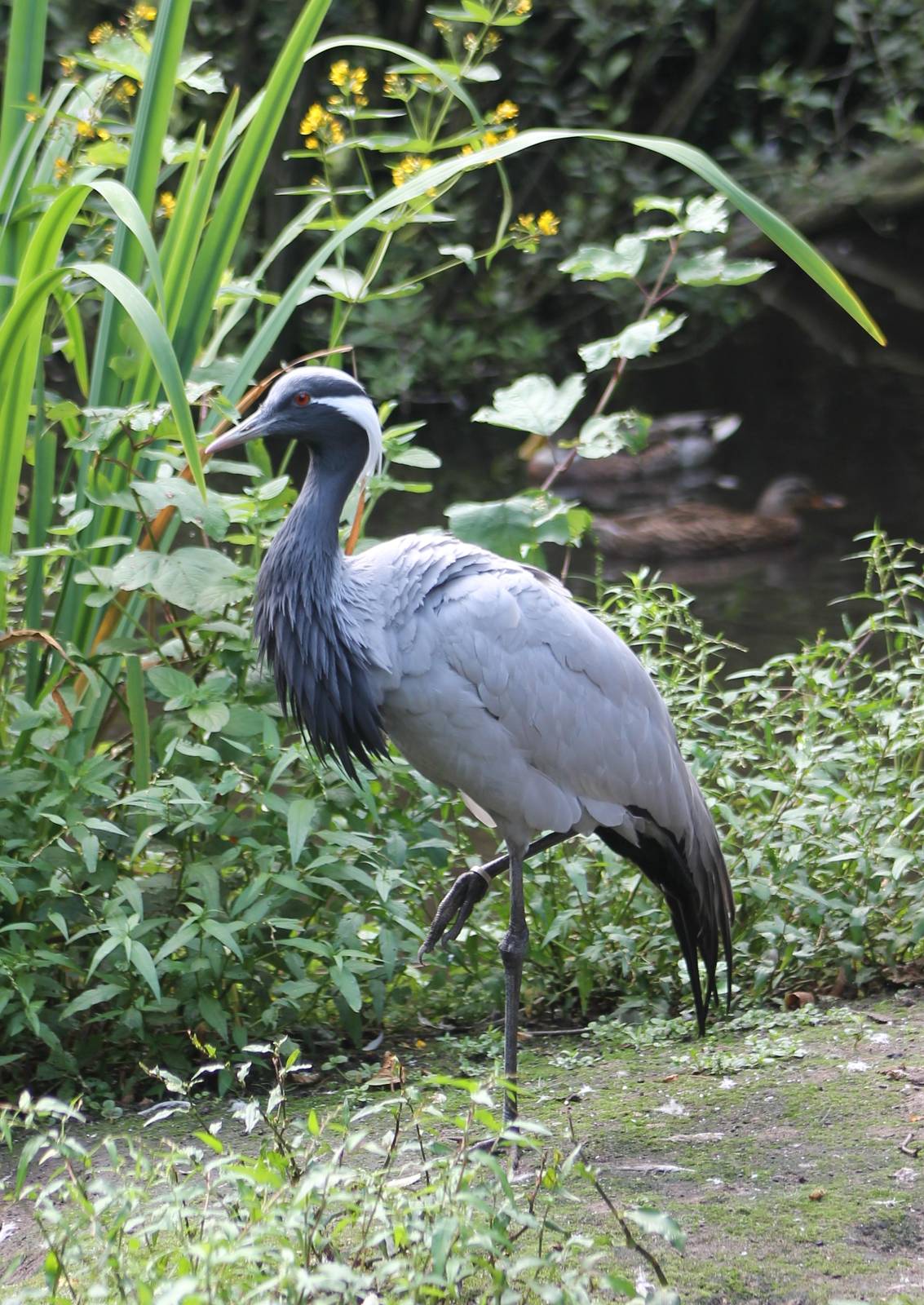 Demoiselle crane