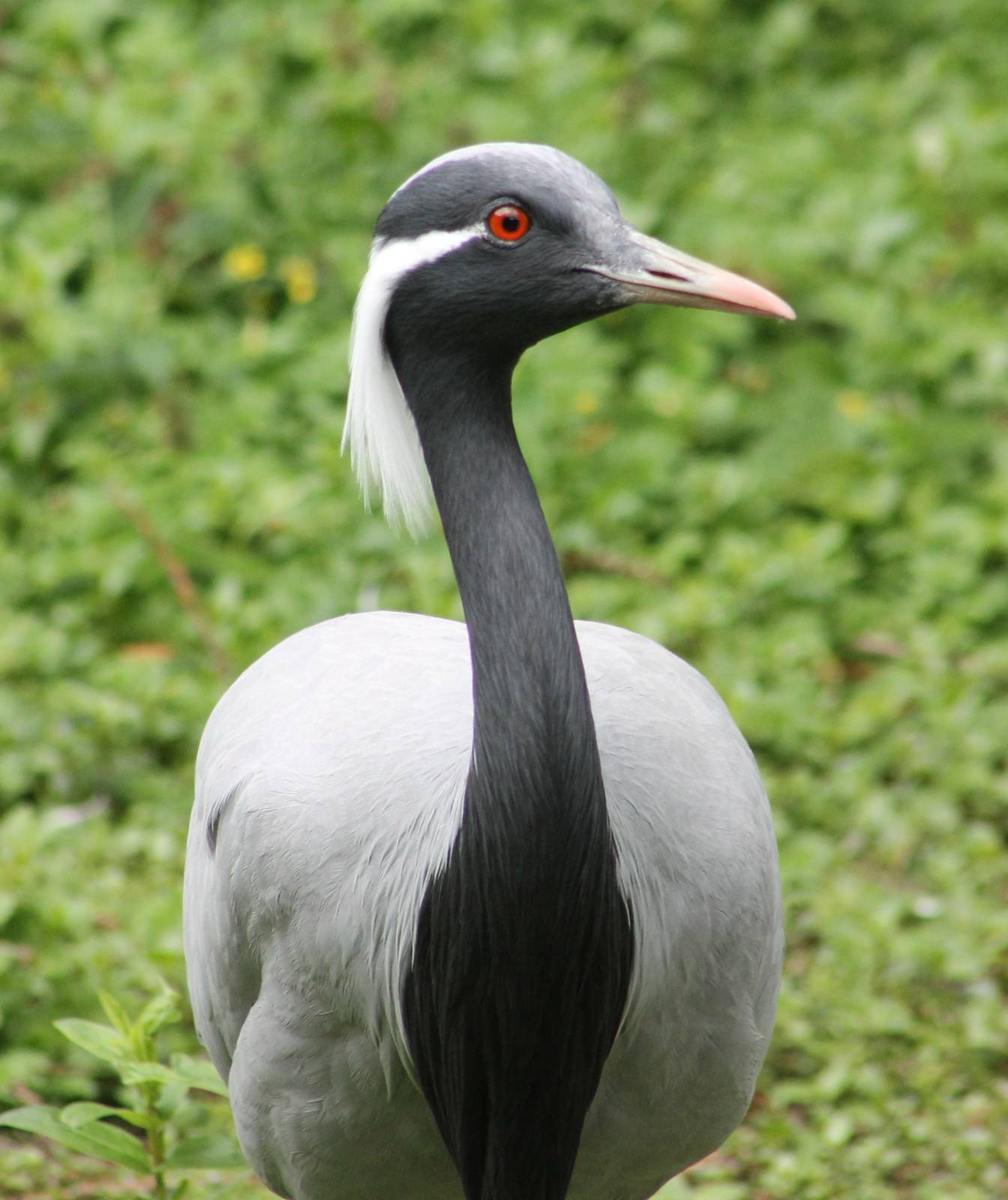 Demoiselle crane