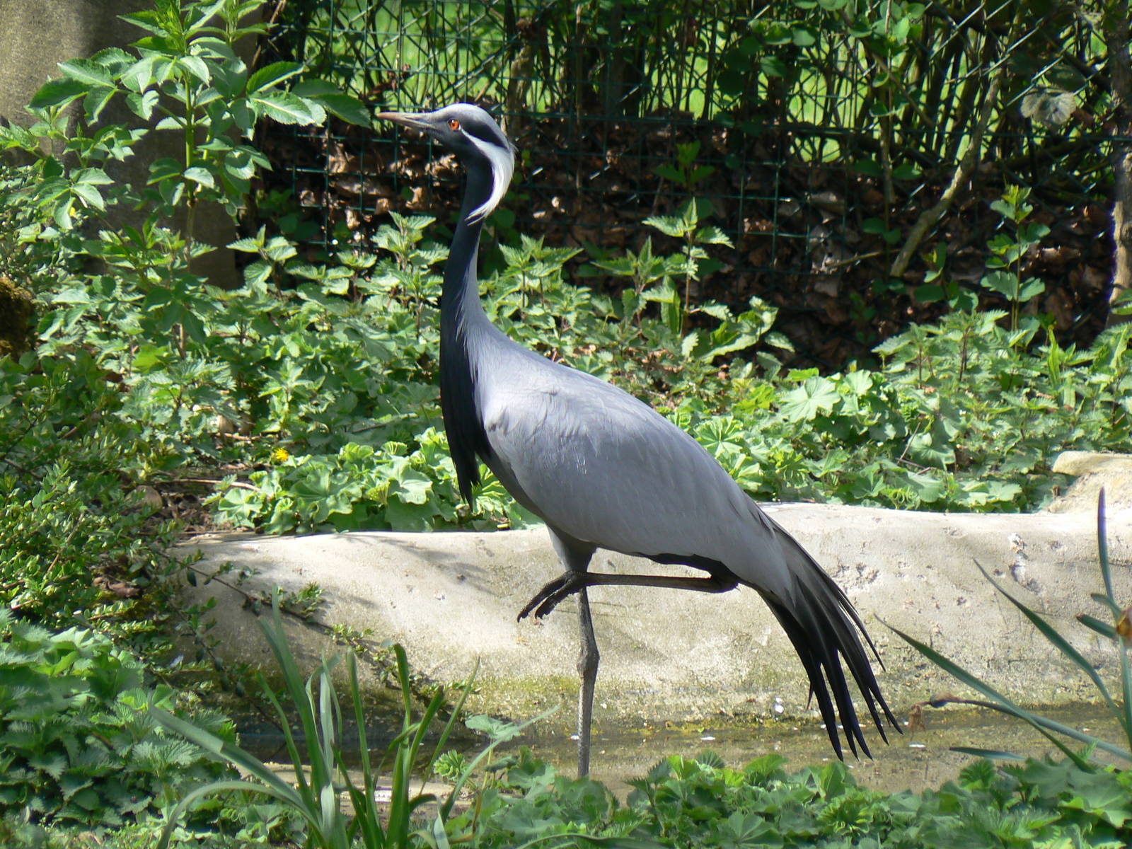 Demoiselle Crane