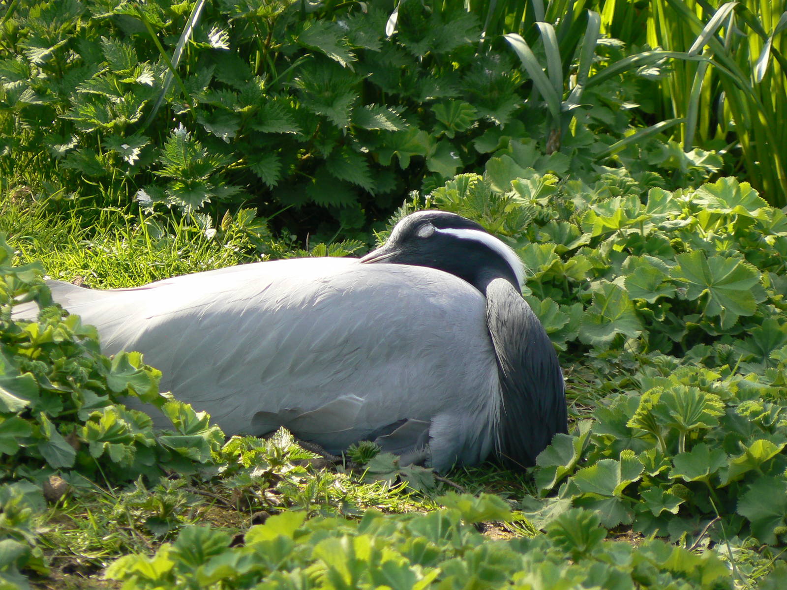 Demoiselle Crane