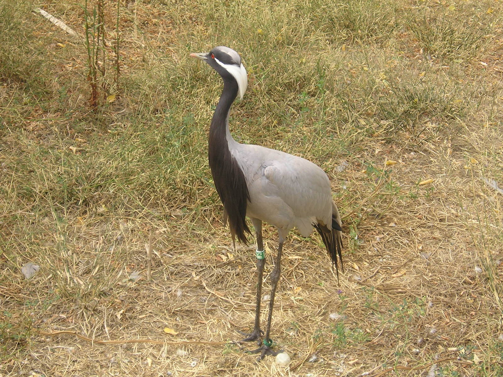 Demoiselle crane
