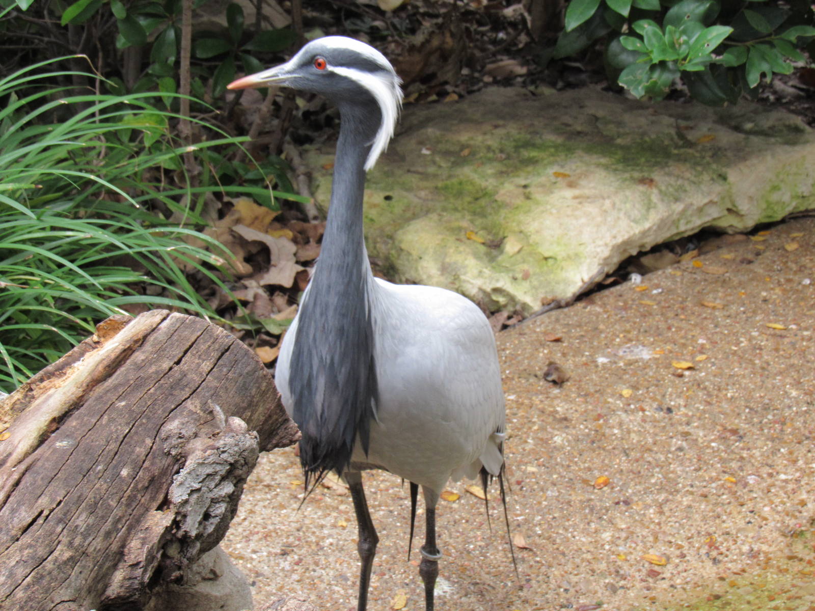 Demoiselle Crane