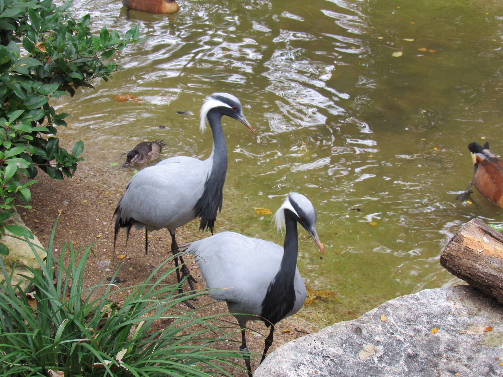 Demoiselle Crane
